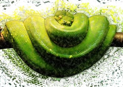 Amplify Green Snake