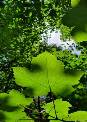 Light Leaf