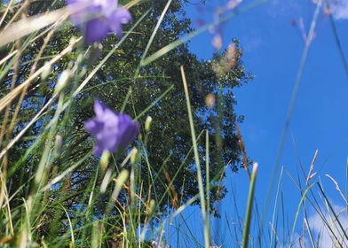 Purple Flowers