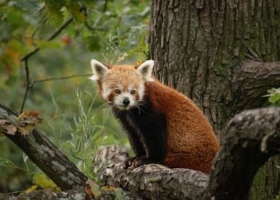 Beautiful Red Panda