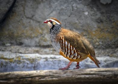 Beautiful Partridge