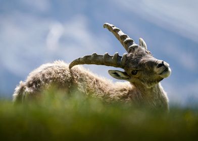 Cute Ibex