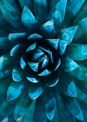Blue cactus