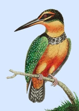 Kingfisher