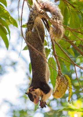 giant squirrel