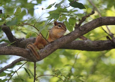 Chipmunk