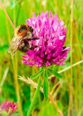 Clover and bumblebee