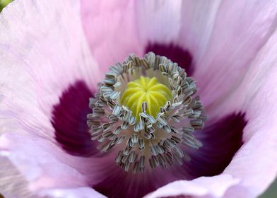 Lilac Poppy Close Up