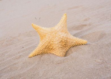 Starfish Animal Sea       