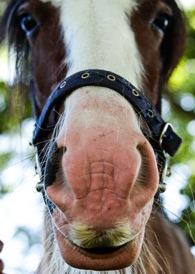 Horse Mustache