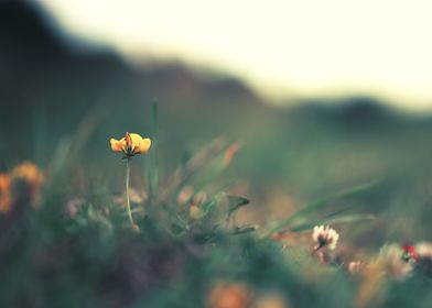 Closeup  Blooming  Meadow 