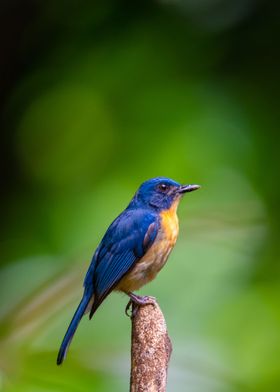 Tickells blue flycatcher