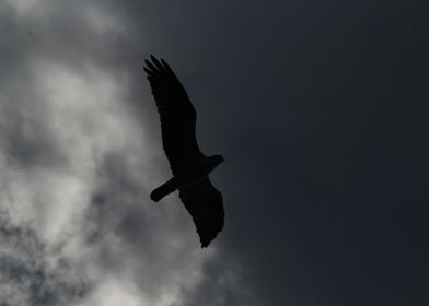 Osprey Silhouette