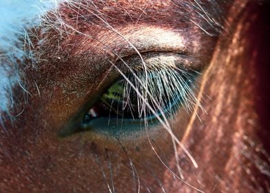 Horse Eye