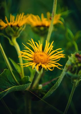 Wild Gerberas