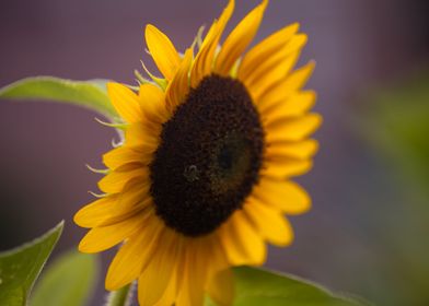 Sun Flower