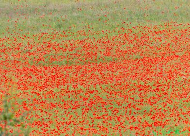 Field Of Red Poppies
