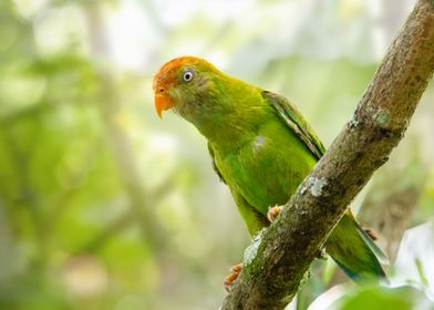 Hanging parrot