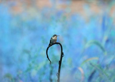 Blue Throated Hummingbird