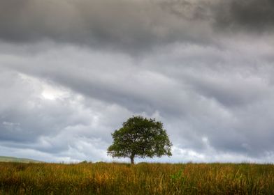 A tree and a cloud 