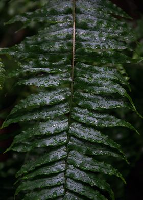 Tropical fern leaf