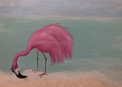 Pink Flamingo Beach