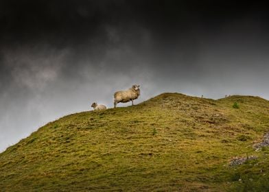 Sheep on a hill top