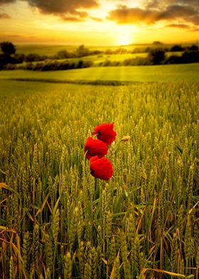 Red poppies