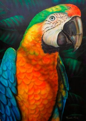 Orange parrot