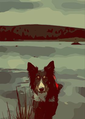 Border Collie on a Lake