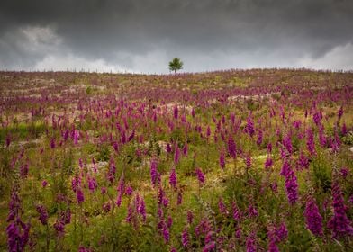 Foxgloves in Wales