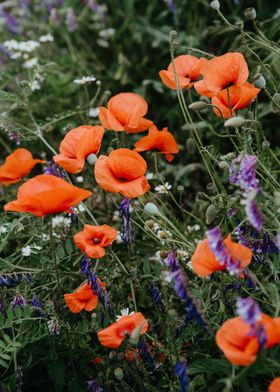 Poppy field