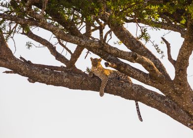 Leopard Rests In A Tree Af