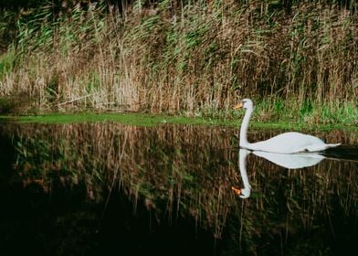 White Swan On Lake In Spri