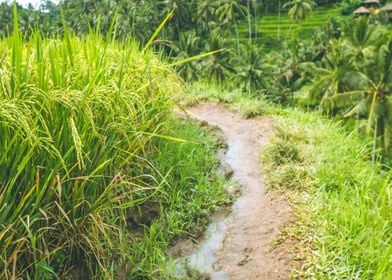 Walking Path Along Rice Te