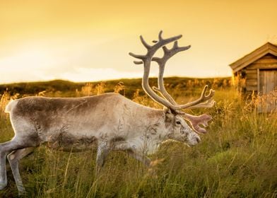 Deer Antler Whitetail Wild