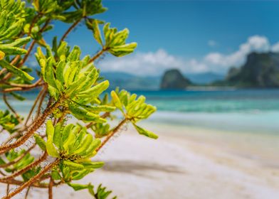 Tropical Green Beach Plant