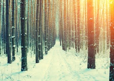 Forest Winter Landscape Fo