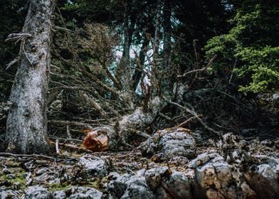 Virgin Forest On Kefalonia