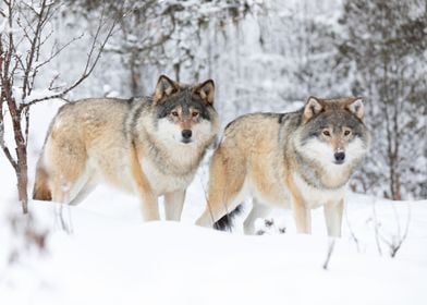 Two Beautiful Wolves In Co