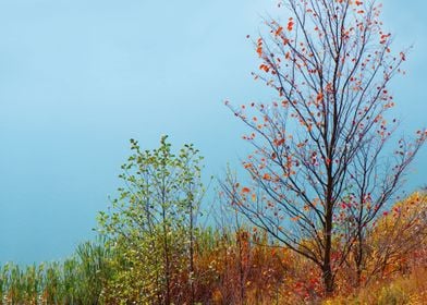 Autumn Background Blue Bus