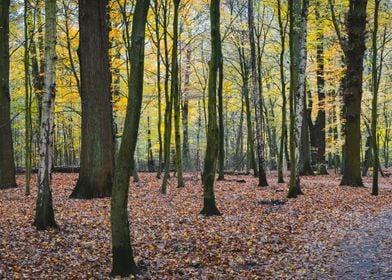 Panorama Of A Autumn Yello