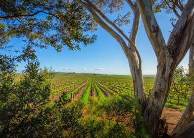 Adelaide Adelaide Hills Ag