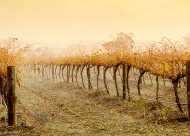 Wine Winery Sepia Sunrise 