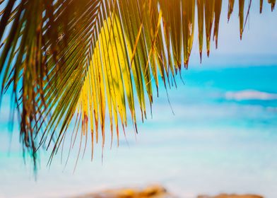 Palm Branches On Blue Ocea