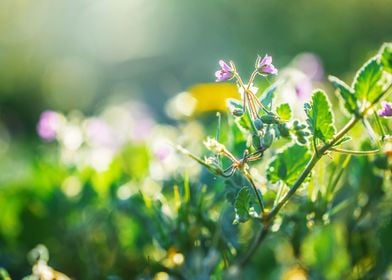 Spring  Outdoor  Sunlight 