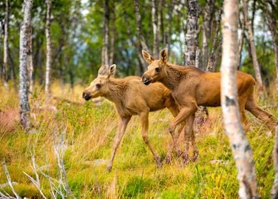 Two Moose Calves Walking I