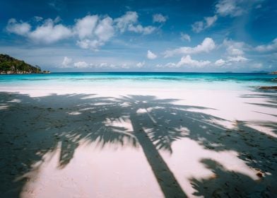 Palm Tree Shadow On Tropic