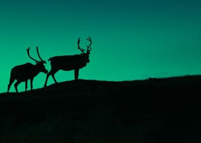 Deer Animal Silhouette Mou