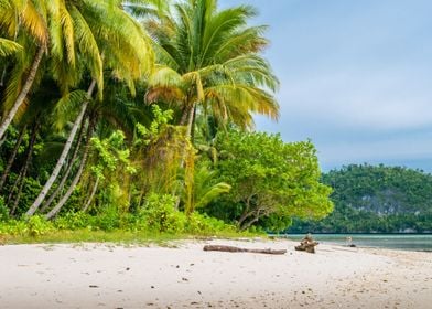 Wild Coconat Palms On Friw